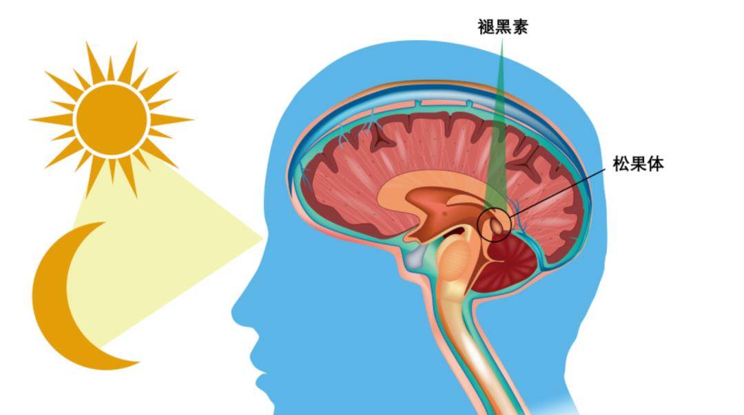 助眠雌化練後恢復?洪水猛獸還是睡眠神器?_et_al_生物鐘