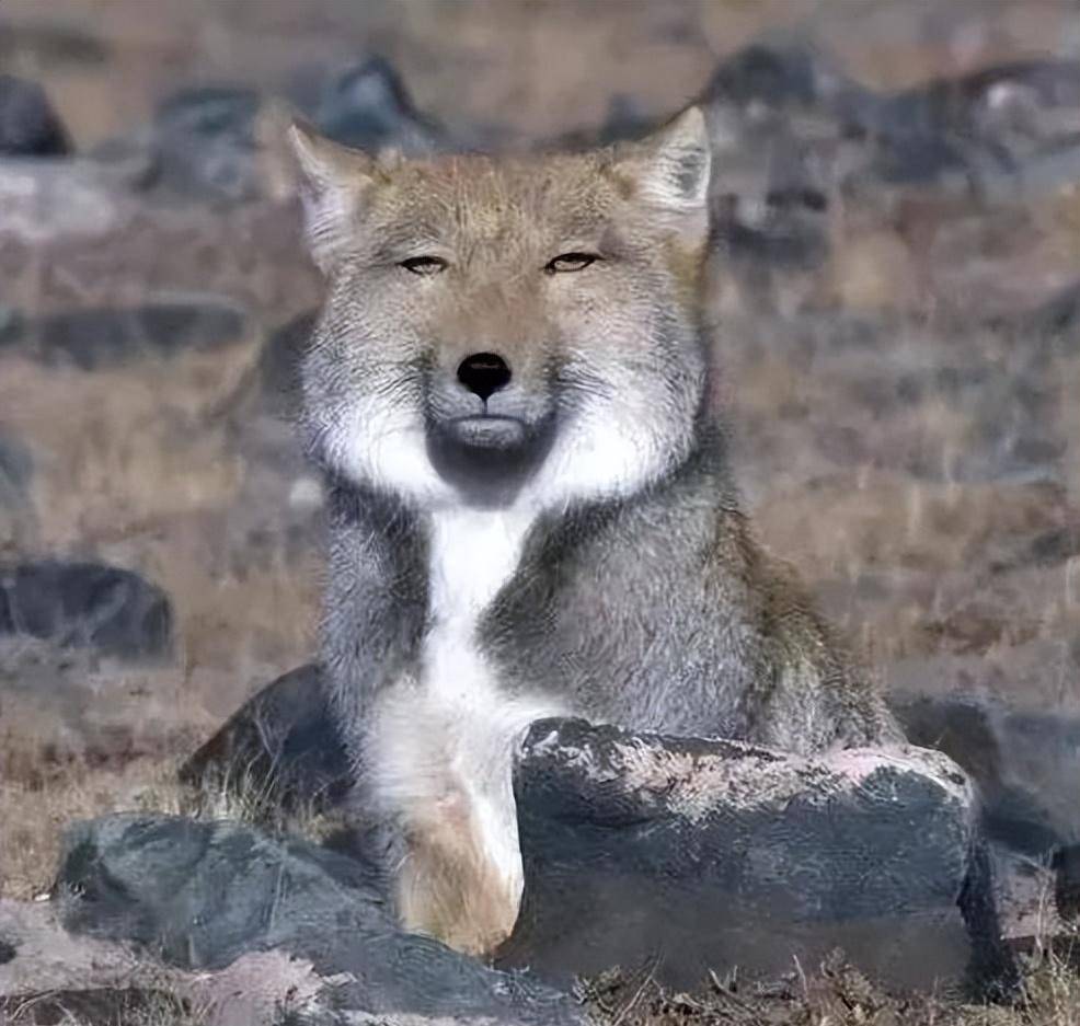 想惹路人的萨摩耶,竟然紧张的说能摸到你的萨基玛?"_耶耶_来源_问题