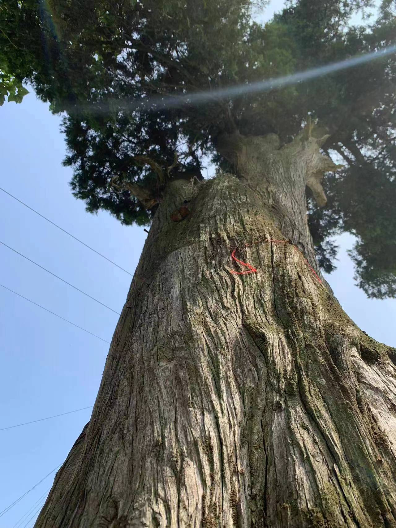 敦人文以传家训 重耕读以传家风_王氏_王礼_家族