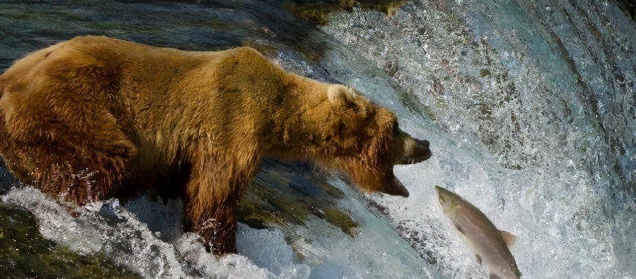 "录像中传了一段令人惊悚的声音,录像的画面是一头灰熊在啃食一个人的