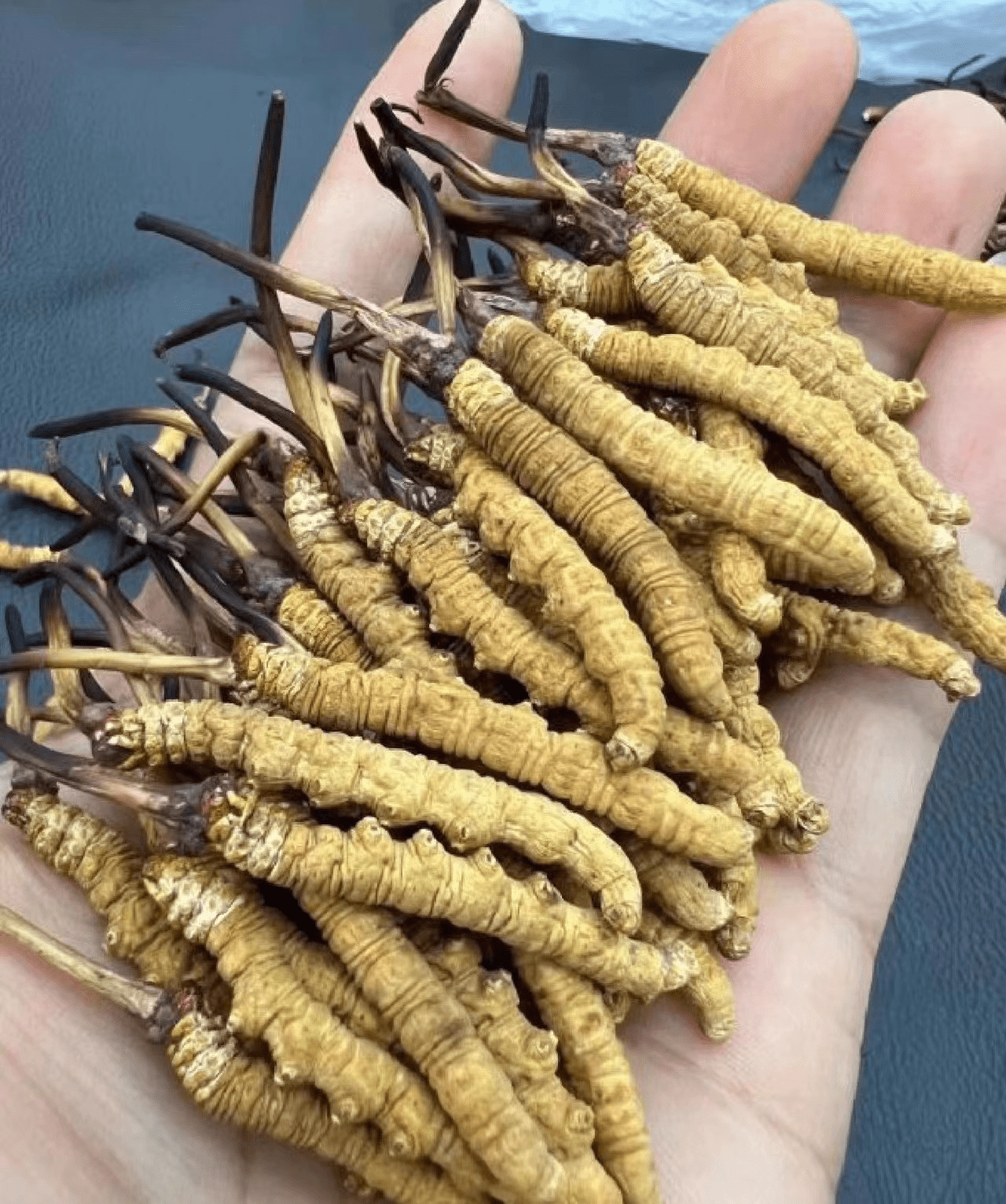 2023年6月冬虫夏草价格行情公布!鲜草干草齐涨价!_消费者_原因_报价