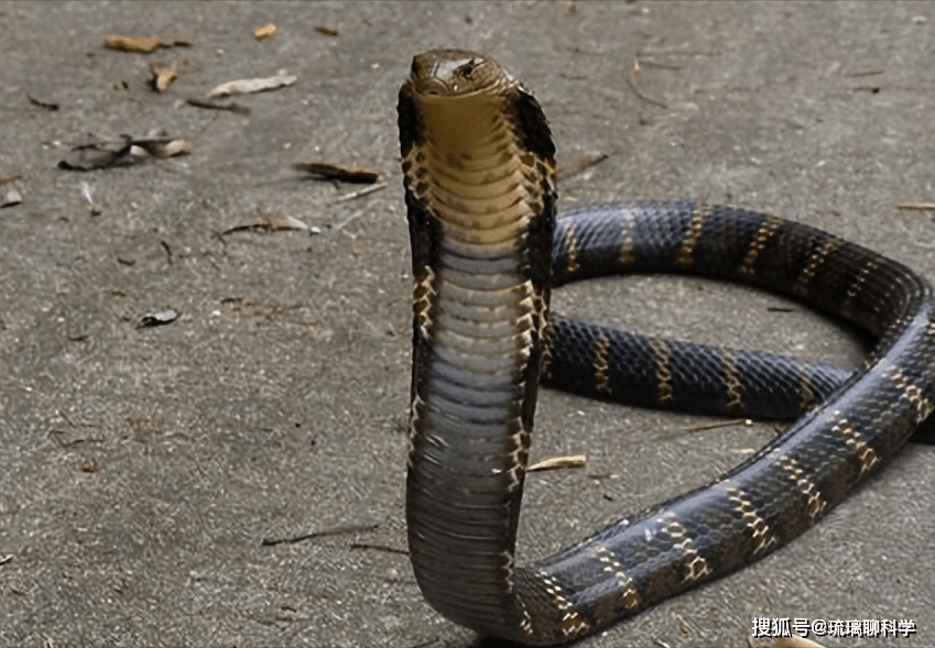 幼儿园竹林惊现眼镜王蛇和30枚蛇蛋，眼镜王蛇是什么？如何预防？