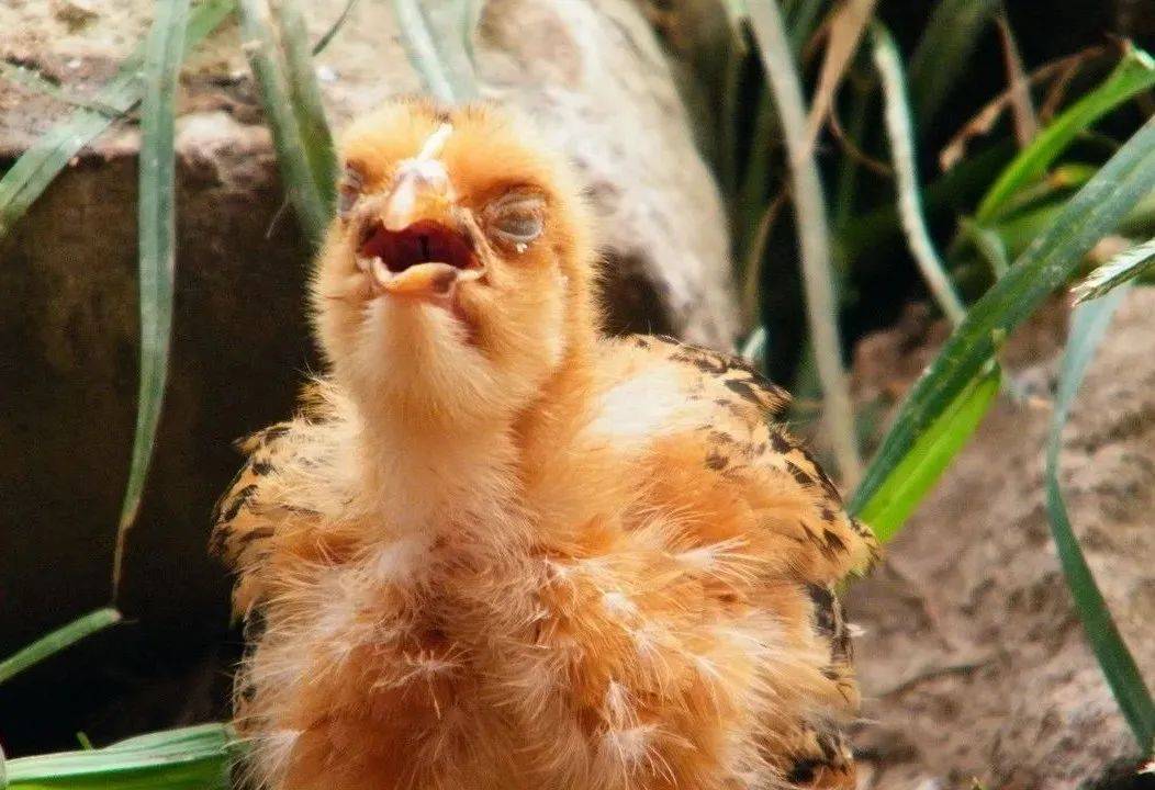 鸡传染性支气管炎的症状及治疗方法!_呼吸道_饮水_效果