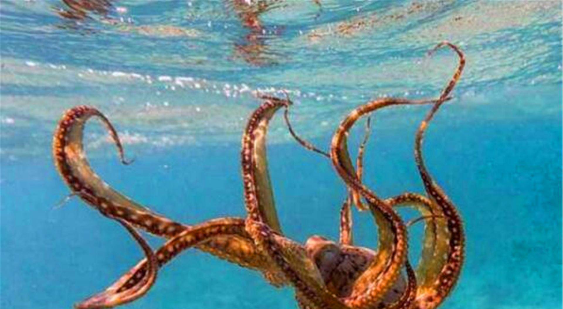 非洲沙漠里的大章鱼:何处有水它就往何处去,能活2000多年
