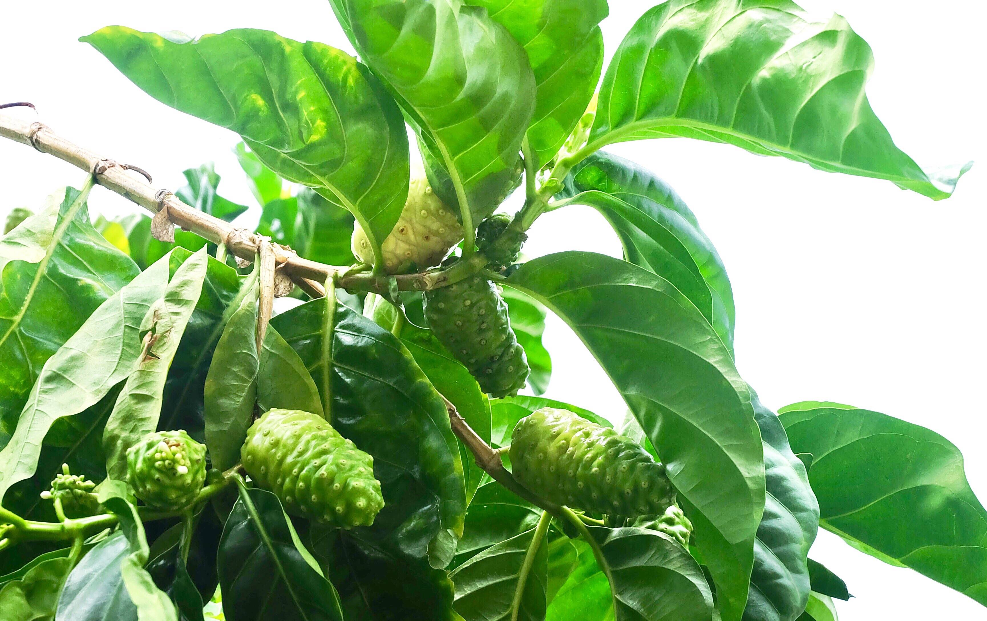 诺丽果不负"大自然的黄金"美名