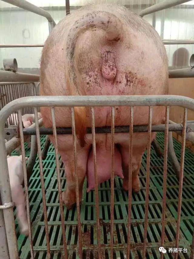 母猪乳房水肿,发病率比乳房炎高.