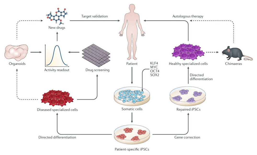 诱导多能干细胞ipsc是如何被发现的,一经发现就取得了2012年诺贝尔奖