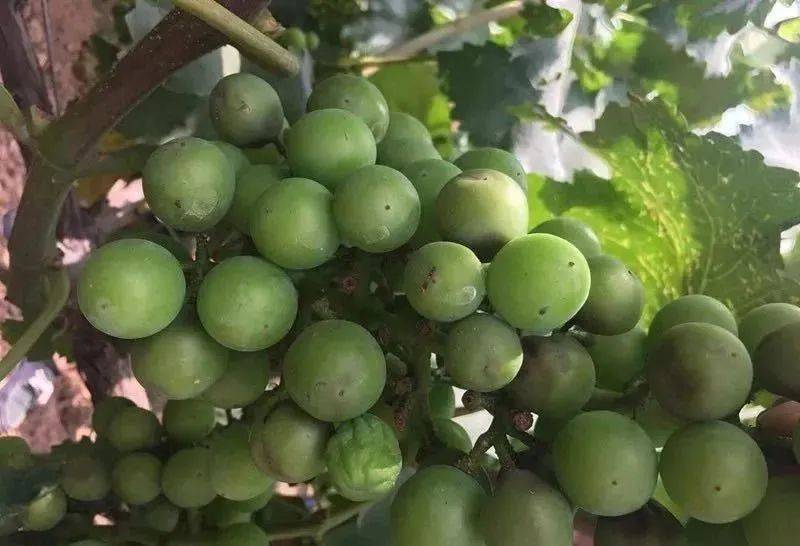 白腐病,溃疡病等;局部地区近年来容易受到蚧壳虫,棉铃虫,钻心虫等危害