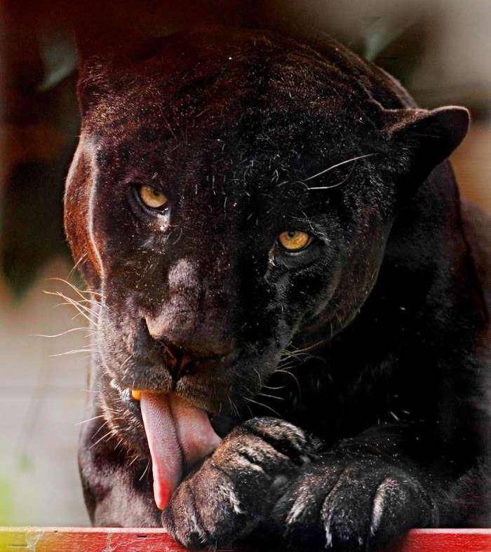 黑色_豹子_美洲豹