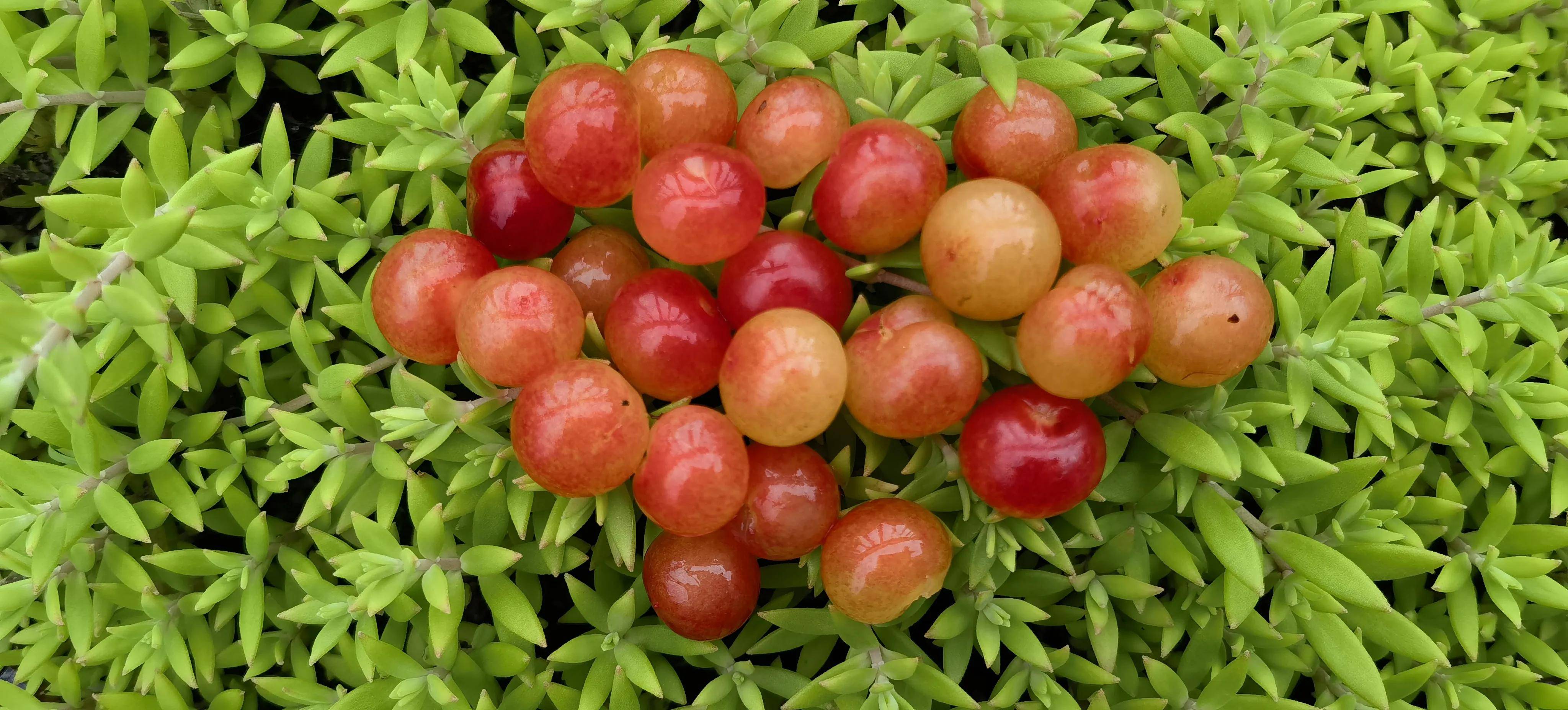 湖北宜昌一种已近绝迹的野樱桃,每年6月中旬成熟,花钱也买不到_车厘子