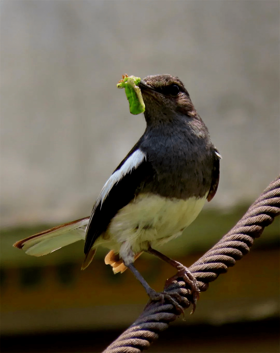 鹊鸲:俺不是喜鹊,别再认错啦 | 物种图册_昆虫_雌鸟_领地