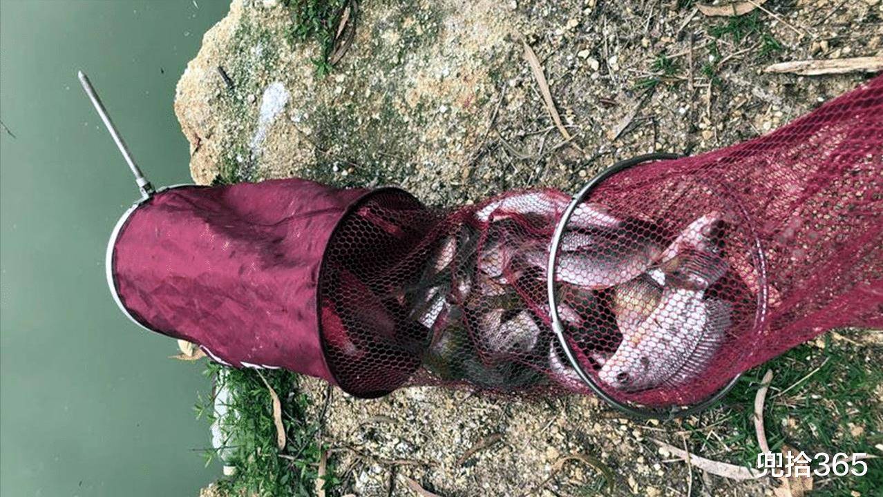 广西一男子火了,户外野钓土鲮鱼实现爆护,直接在河边处理渔获