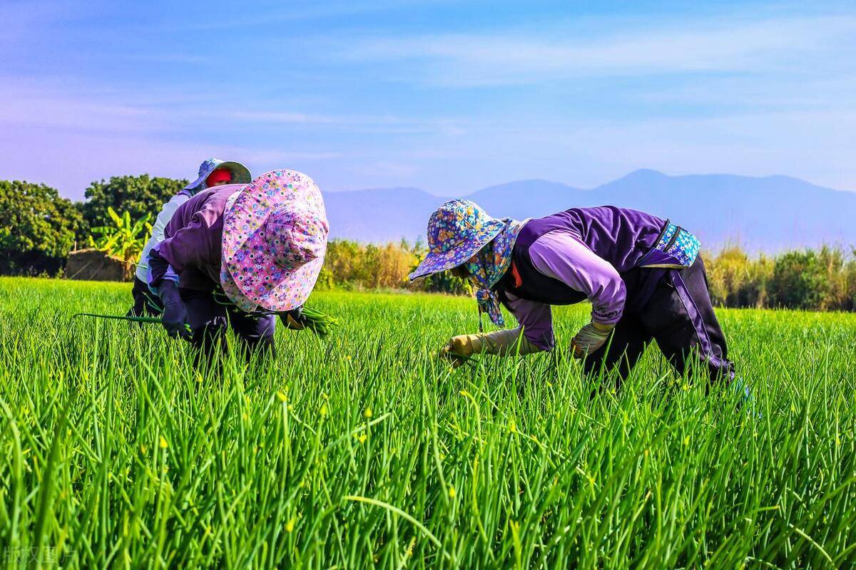 高素质农民一年就能培养,玩呢?_培训_农村_什么