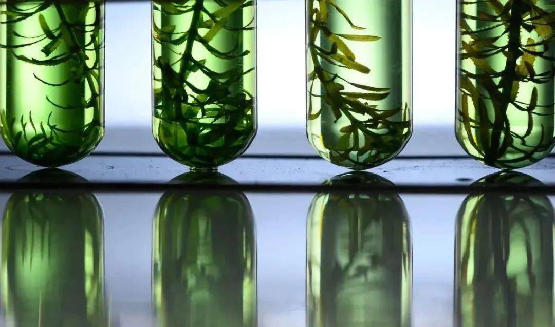 海藻成分引领蓝色美妆潮流,希思黎和elemis成为这一赛道的先驱者_肌肤