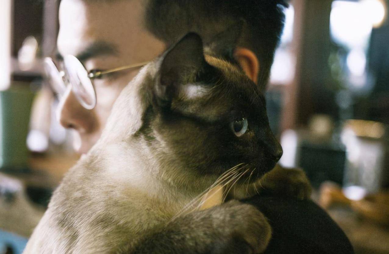 养猫的男生,都有这几个特点,并不是渣男哦_猫咪_主人_猫奴