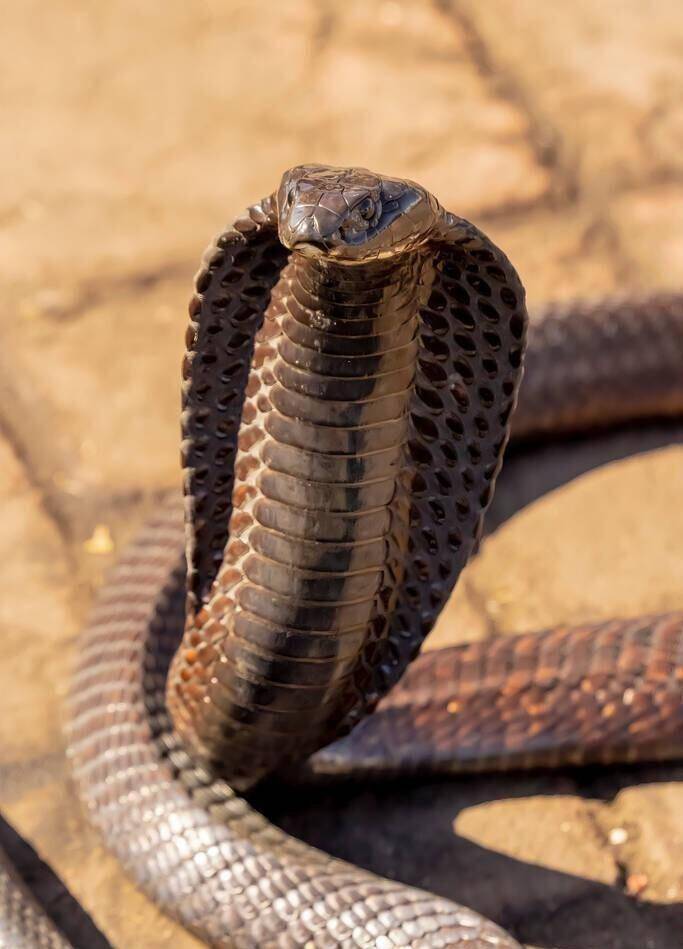 世界10大最出名的眼镜蛇,你认识几种?