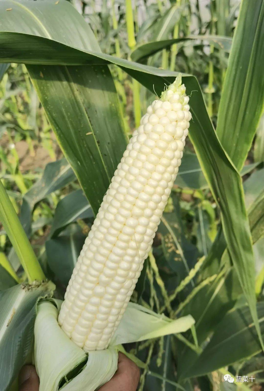 【找品种】新优品种——白色水果玉米申雪甜1号_种植_进行_cm
