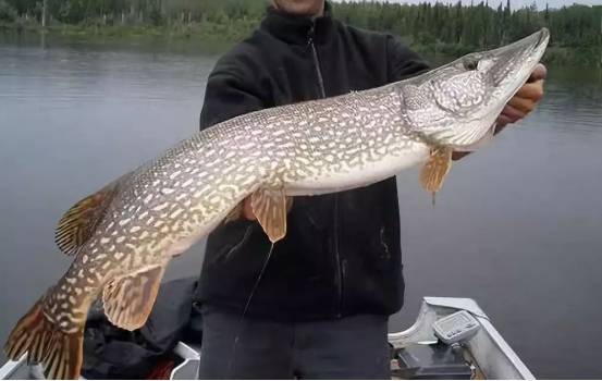上海乡间河道现罕见狗鱼,引发生态担忧与好奇!_水域_掠食_繁殖