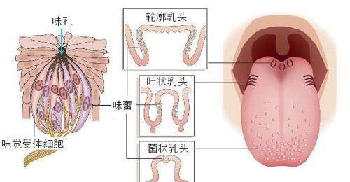 舌背位置图片