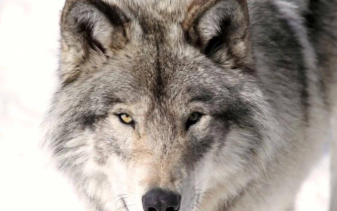 饿狼一口咬向倒在雪路上的老人脸,忽然发现了伤疤