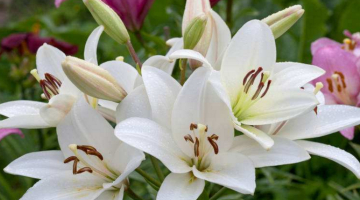 百合花夏天怎么养护管理?看完这篇文章你就知道了_休眠_土壤_地方