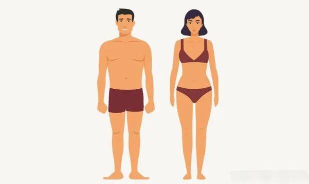 体型:中胚型,外胚型和内胚型的解释_肌肉_身体_臀部