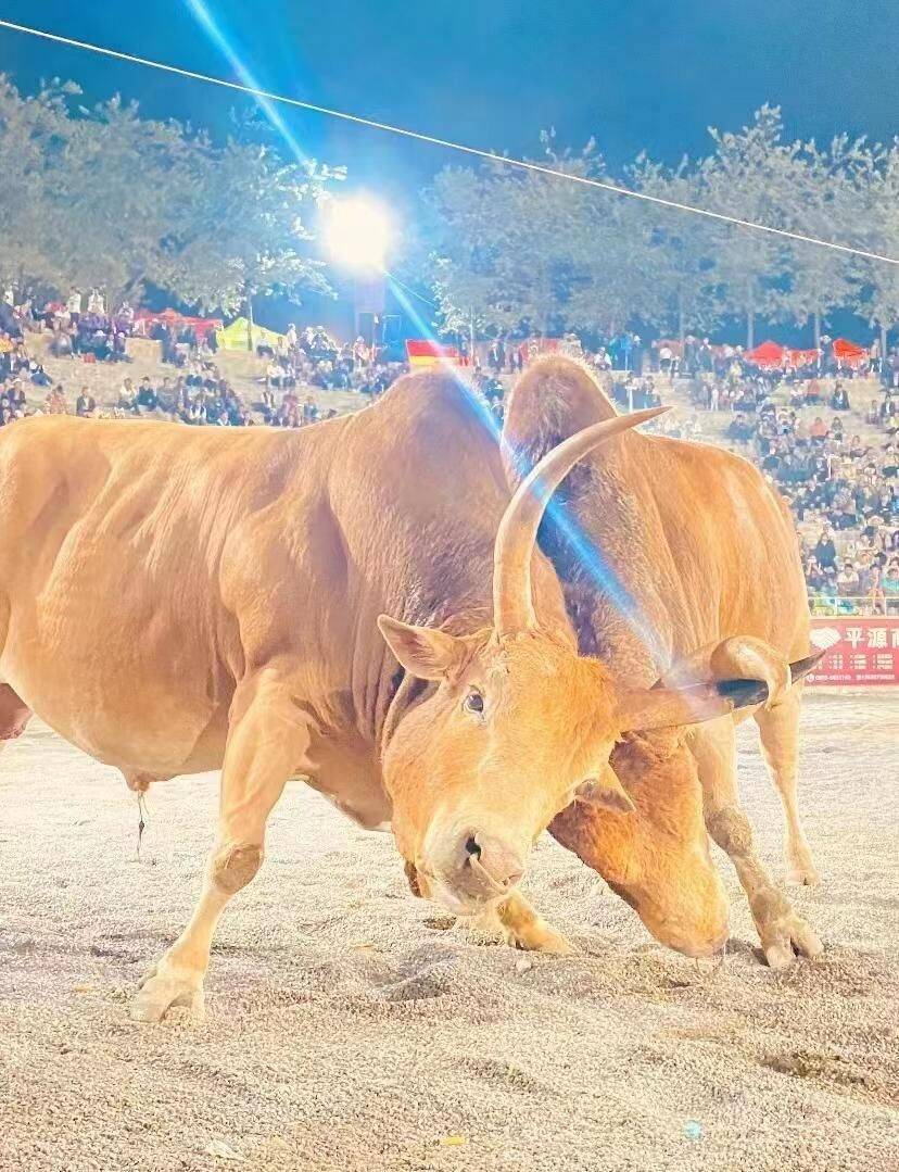 来石林"醉美长湖"周周乐乡村文化节 免费看斗牛,斗鸡,摔跤_比赛_奖金