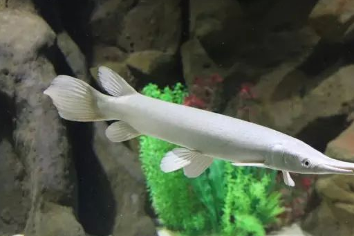 白化雀鳝龙鱼还有珍贵的黑白魟这样原生风格的缸养上一群神仙家居效果