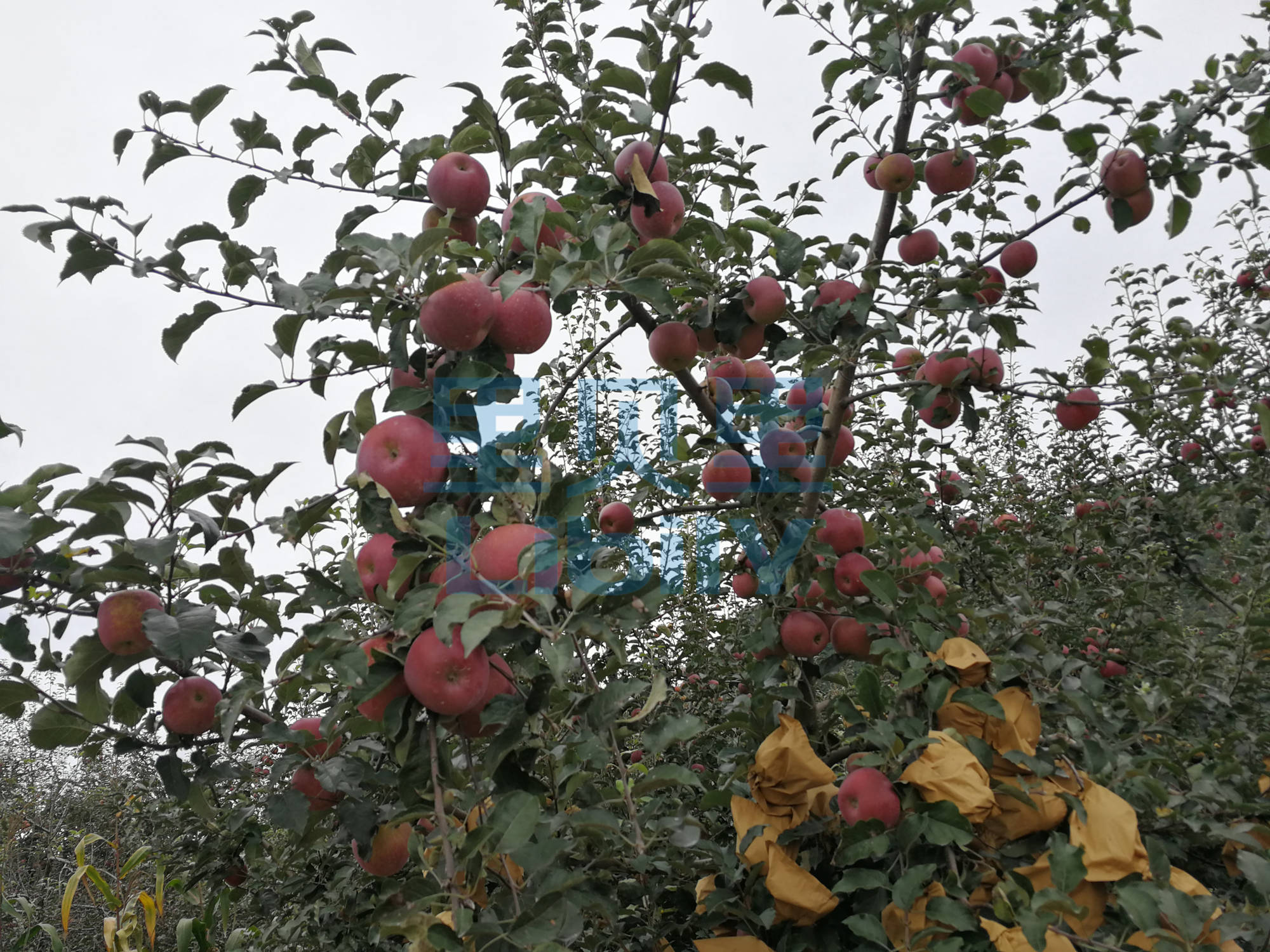 硼肥哪款好？基地大户的选择-硼肥肥料