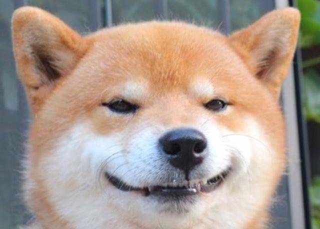 柴犬:对人笑容甜美,但对其他狗狗就没那么客气了_照片_基因_网络