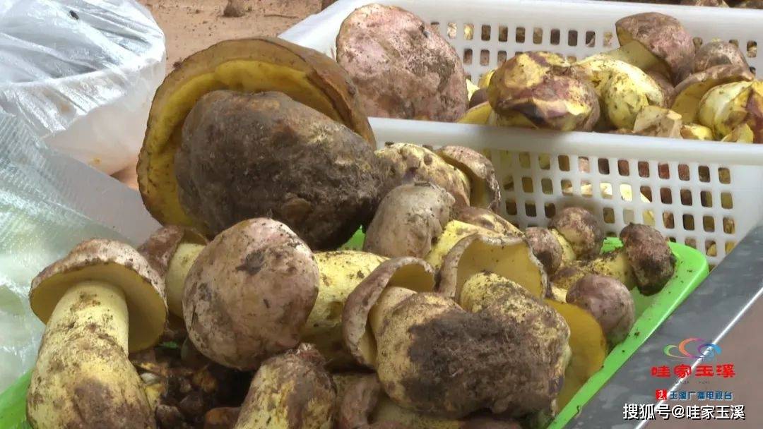 易门野生菌陆续上市_游客_品质_玉溪