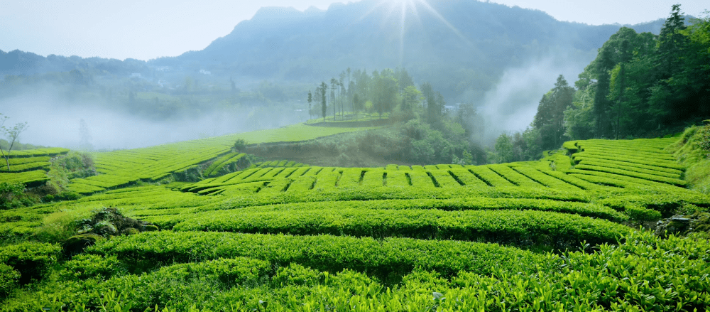 翁草村白茶基地