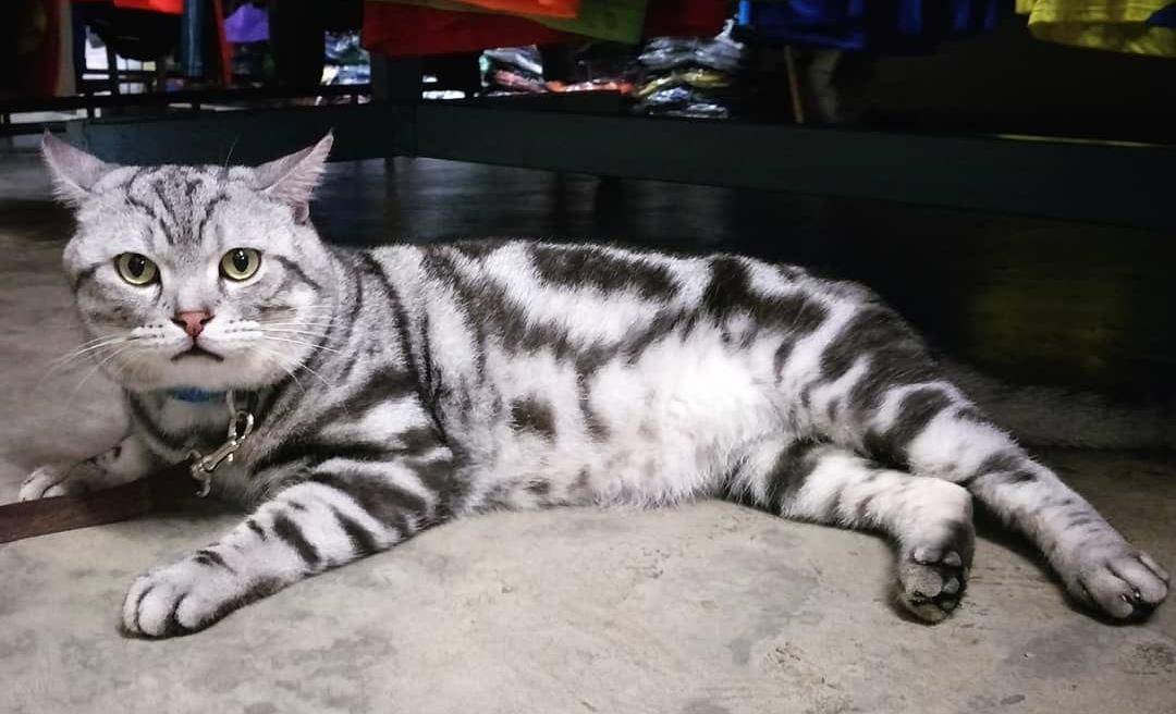 3,美短猫性格友好,独立又亲人,攻击性很低,特别适