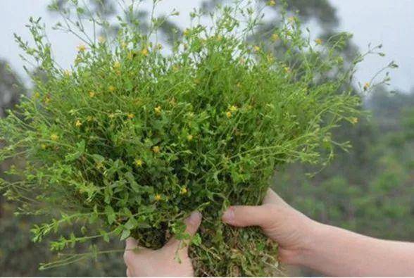 农村田里野草,老农称"斑鸠窝",如今20元一斤,价值珍贵_种植_我国_花卉