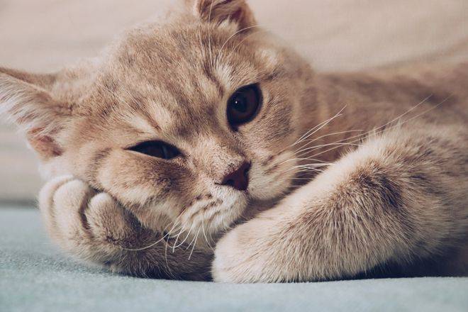 “我想养一只猫，请问很费钱吗？”