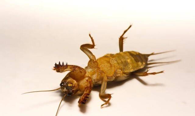 蝼蛄俗称土狗子,是一味利水消肿良药:上治头面肿,下利尿通石淋_刘秀