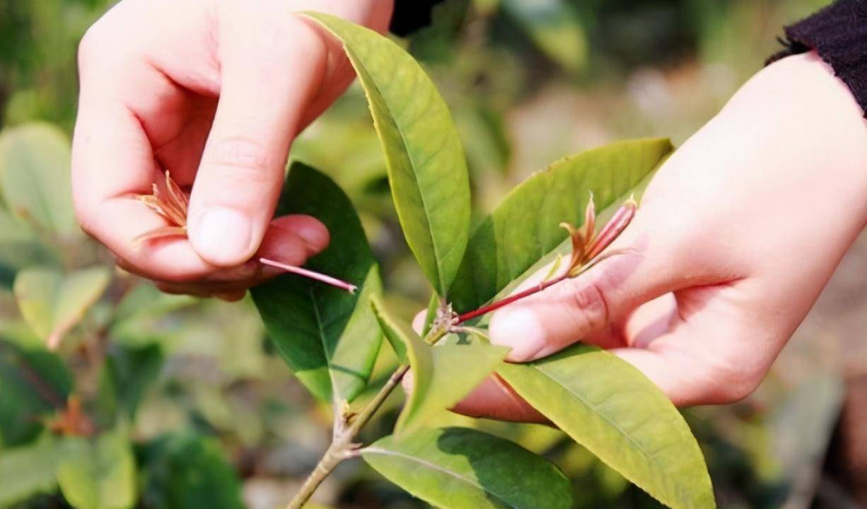 春季桂花移栽修剪有诀窍,苗场老农亲传经验,来年花多枝密长势好_雨天