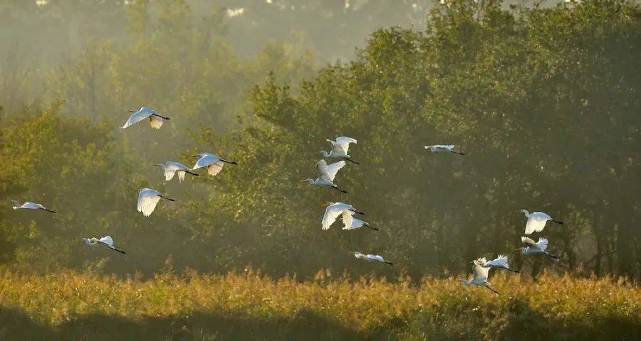 市场愈发严峻！哪些家电渠道商能活下去？-家电圈官网