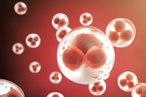 孕妇_胎儿_女性