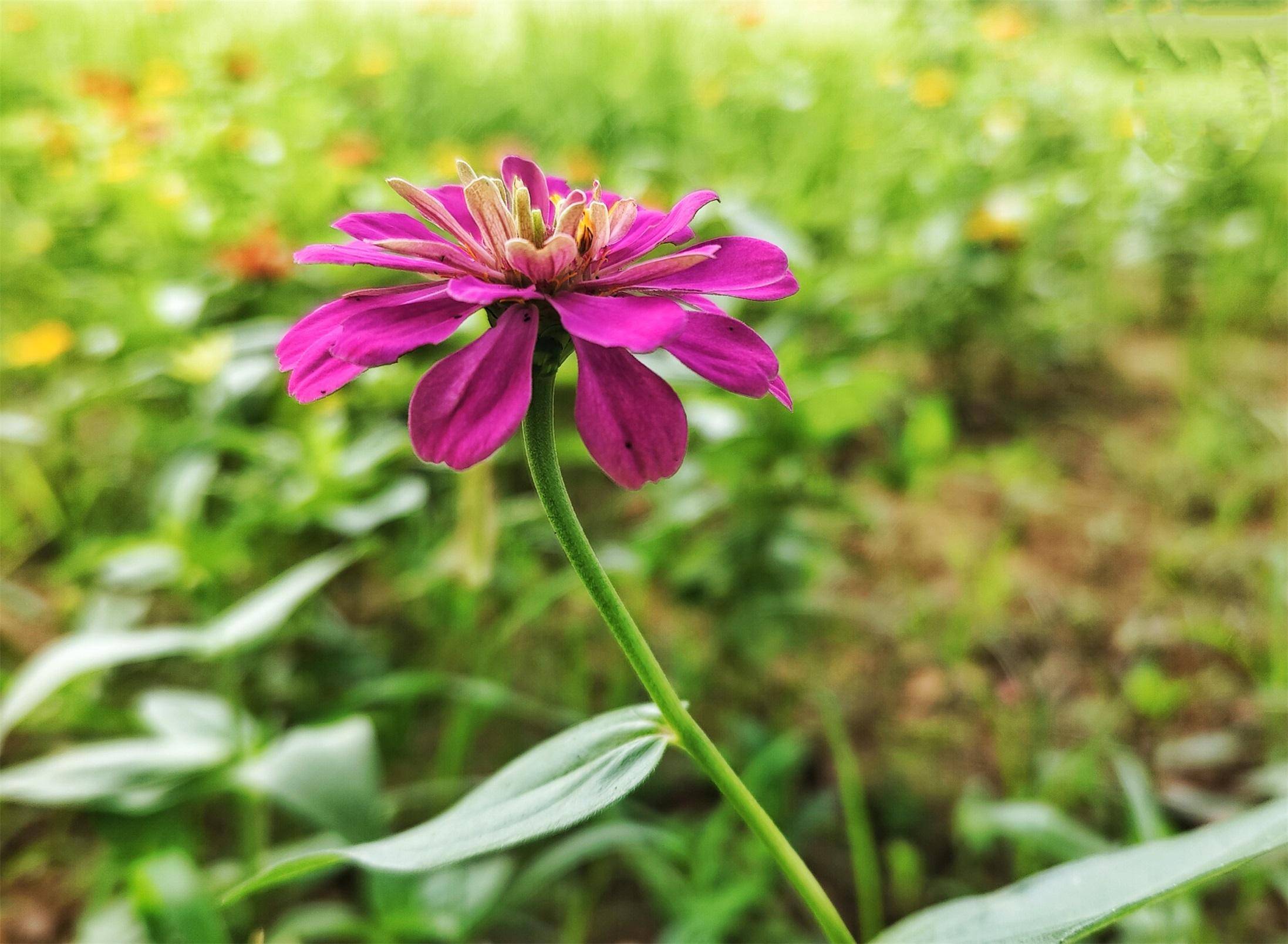 步步登高开 消暑清爽来_文化广场_摄影_郯城