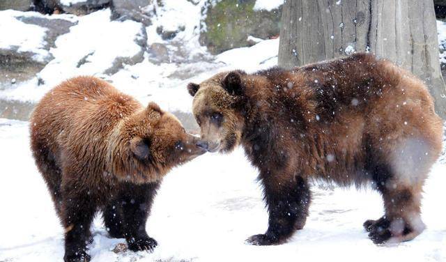 美国小伙执意无保护措施护熊13年,却被吃掉_提摩西_灰熊_人类