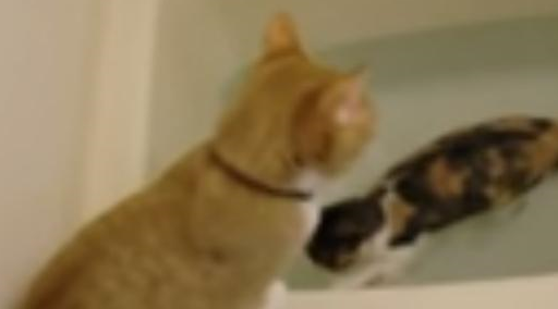 喜欢水和怕水的猫咪，一只猫在浴缸里玩水，另外一只伸爪想救猫