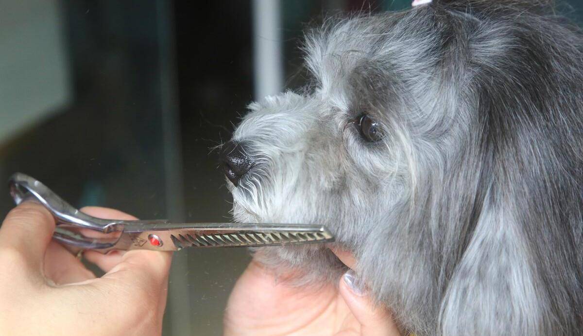 泰迪修剪美容剪毛教程,怎样给泰迪美容_造型_毛发_嘴巴