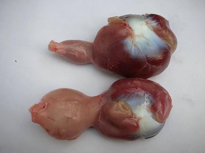 如果您家的鸡出现口腔溃疡,嗉囊炎,腺肌胃炎,肠粘膜发黑脱落坏死