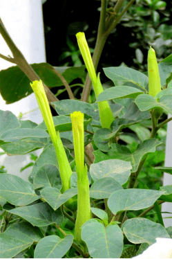 曼陀罗:美丽而神秘的情花 | 物种图册_种子_植物_花朵
