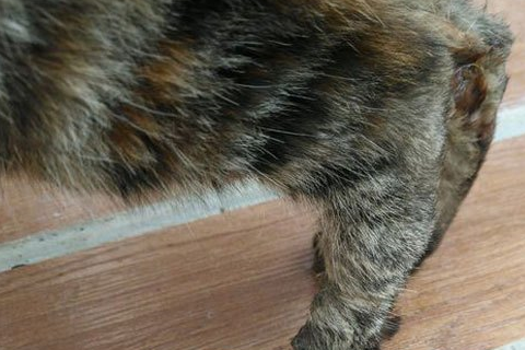 猫咪失踪20天后叼回一只小猫,看到它的腿时网友心疼 猫咪失踪20天后叼回一只小猫,看到它的腿时网友心疼