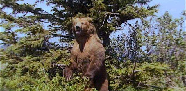 他坚持认为动物有感情,护熊13年惨被熊吃掉,死前录音,为何禁播_提摩西