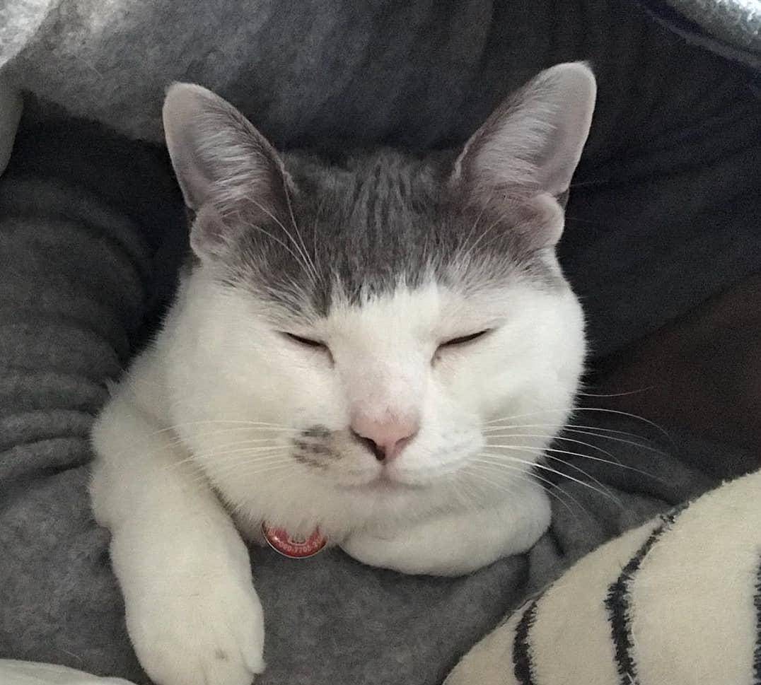 猫的发型也不同,这喵星人的齐刘海,是哪个托尼老师的奇葩设计?