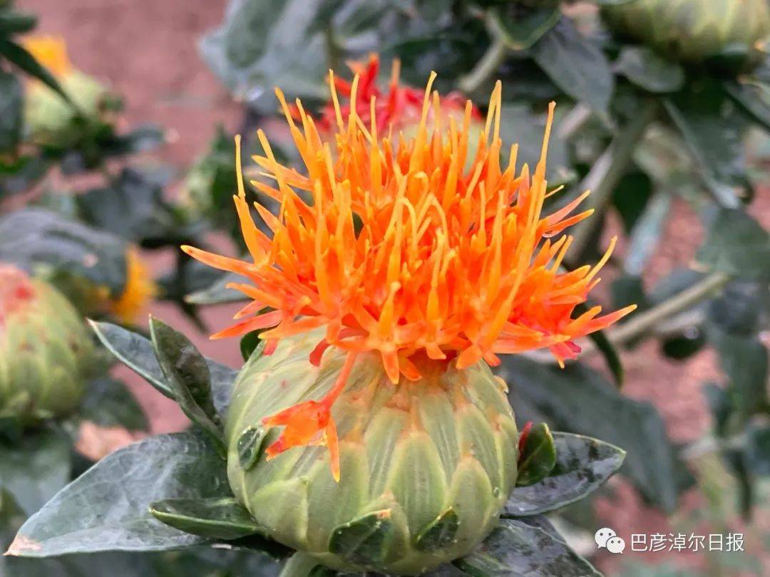 天衡仿野生红花采摘节举办