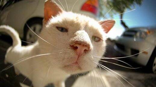 猫咪胡须的秘密,你知道吗?_主子_心情_测量